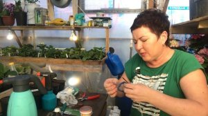 Прививка декоративной яблони Роялти на семенной подвой. Улучшенная копулировка.