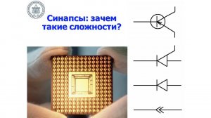 Структура и физиология нервной системы или чем отличается вертикаль от горизонтали