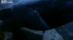 Гренландская акула