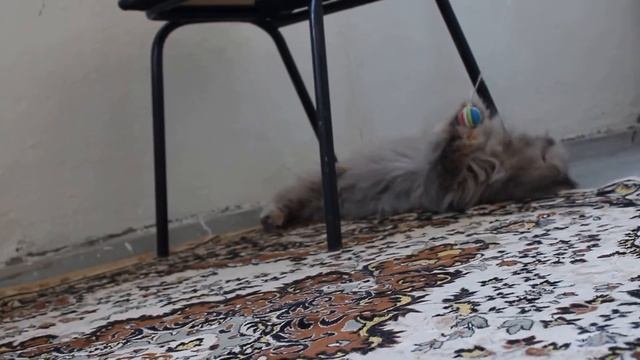 Экзотическая персидская кошка. Красотка Маркиза в 15 лет играет как котенок! смотреть онлайн