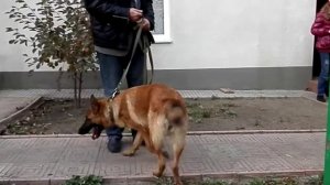 МАЛИНУА + НЕМЕЦКАЯ ОВЧАРКА = ЛАДА. Metis German Shepherd and Malinois.
