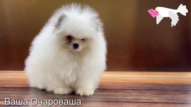 От Люби