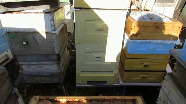 14 дадановских рамок под работу матки, прошла неделя после расширения - ставлю магазин под мед смотреть онлайн