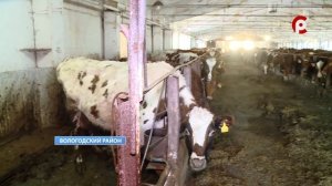 Ужасное содержание коров на ферме в Вологодском районе