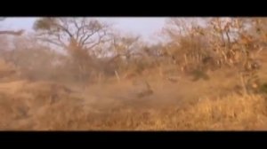 реальная Африка  леопард охотится на бородавочника