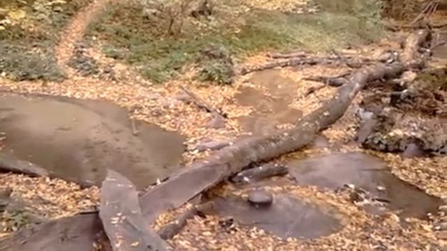 Чудный Листопад и Золотая Осень в Таманском лесу Ставрополя смотреть онлайн