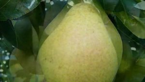 ГРУША ЖИГАЛОВА - ОПИСАНИЕ-УХОД