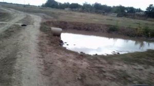 ?ПОКАТУШКИ НА МОПЕДЕ RACER TROPHY (RC110N) ВДВОЁМ #1. ВСТРЕТИЛИ МУСОРОВ!!!? - cyba