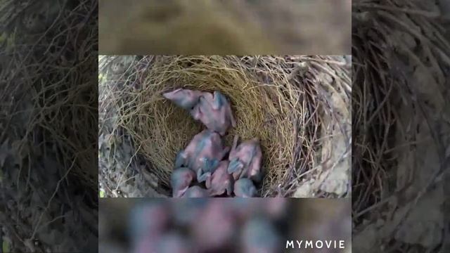 Гніздо сороки смотреть онлайн