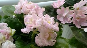 ФИАЛКИ СОРТА И ОСОБЕННОСТИ. ОБЗОР. Цветение фиалок в феврале.