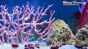 Как Образуются и где Обитают Кораллы