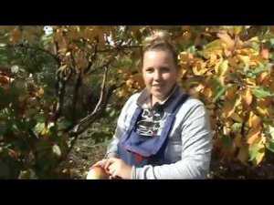 яблоня Пепинчик красноярский