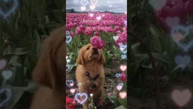 С Добрым Утром смотреть онлайн