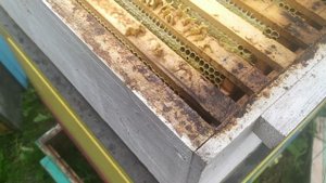 пчелоудолитель в работе