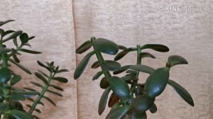 Денежное дерево. Основные правила обрезки и формирования кроны.