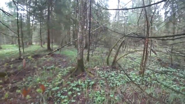 Грибы Строчки и сморчки, когда собирать и как готовить. Часть 1 смотреть онлайн