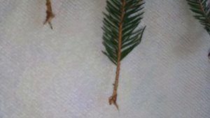 ❤??Эксперимент - черенкование Новогодней Елочки в опилках