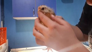 Как определить курица или петух. 3 способа.