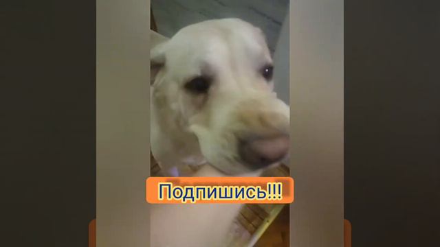 Лабрадор Атос!!! Всем с добрым утром!!!😋🤣🐶🐶 смотреть онлайн