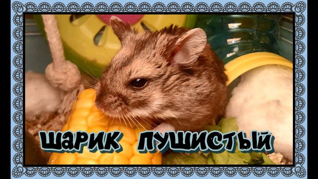 ШАРИК ХРУМ ))))))))  #хомячки #грызун #хомяк #джунгарскийхомяк #хомяки #грызуны #животные