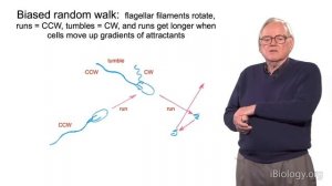 Howard Berg (Harvard) Part 1: Marvels of Bacterial Behavior - History & Physics