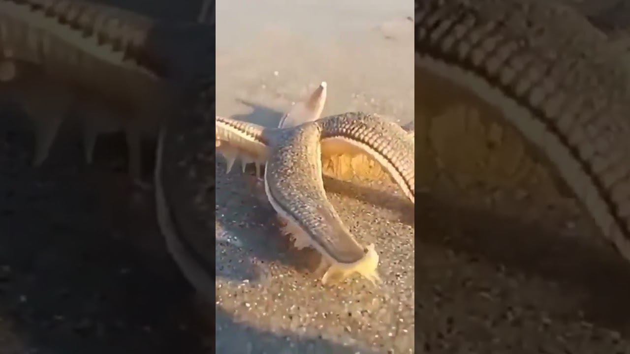 Чудище смотреть онлайн