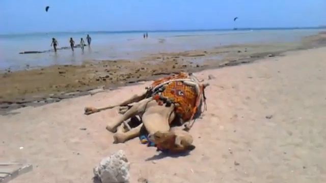 Красивые верблюды смотреть онлайн