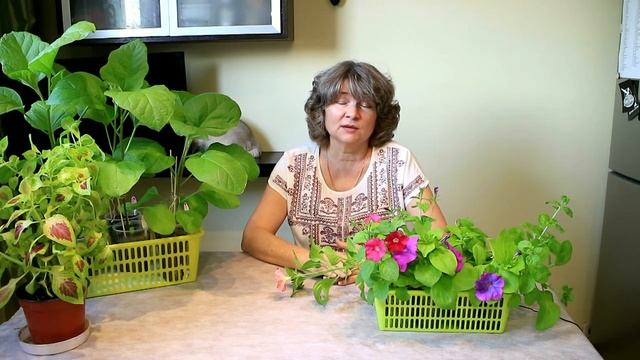 53_Сидераты. Вред и польза. смотреть онлайн