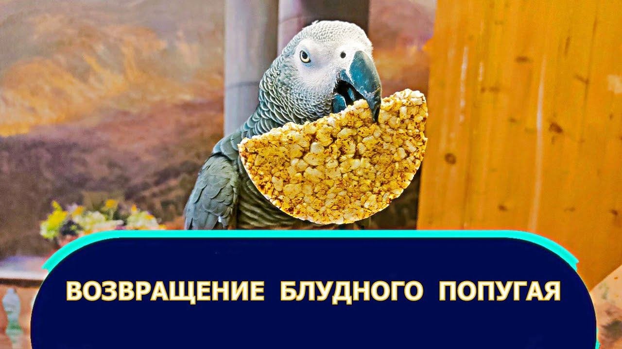 ✅ ВОЗВРАЩЕНИЕ БЛУДНОГО ПОПУГАЯ  ЖАКО ПЕТРУНЯ #смешныеживотные