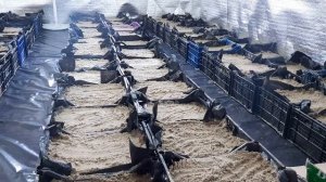 Пионовидные сорта тюльпана, как не отьемлемый элемент при выборе сортов тюльпана на выгонку к 8март