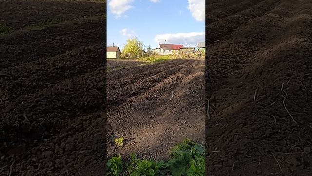 Прополка и рыхление междурядий картошки, Культиваторная лапа и ежи вместо фрез