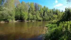 Река Систа Ленинградская область Лето 4k