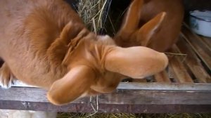 Кролики Новозеландские красные