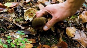 Выбрались в лес за Грибами, октябрь.