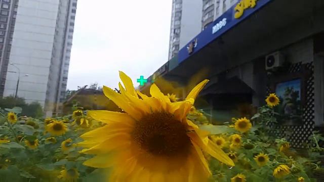 В ОЧЕРЕДНОЙ РАЗ РАЗГОНЯЕТ ТУЧИ... 28 08 20... смотреть онлайн