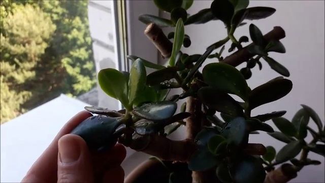 Денежное Дерево. Толстянка. Красула древовидная. Толстянка уход в домашних условиях. Размножение.