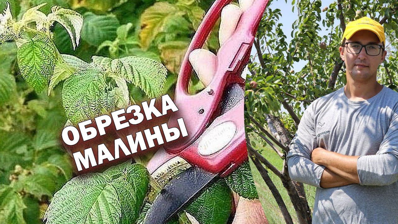 Обрезка малины #советысадоводам #малина #обрезкамалины