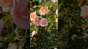 Цветение розы Элизабет Стюарт в саду на Южном Урале.