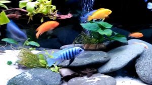 Африканский цихлидник 200 литров.