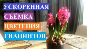 Цветение гиацинта