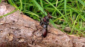 !STAG BEETLE FIGHT! / !HIRSCHKÄFERKAMPF! - Lucanus cervus cervus