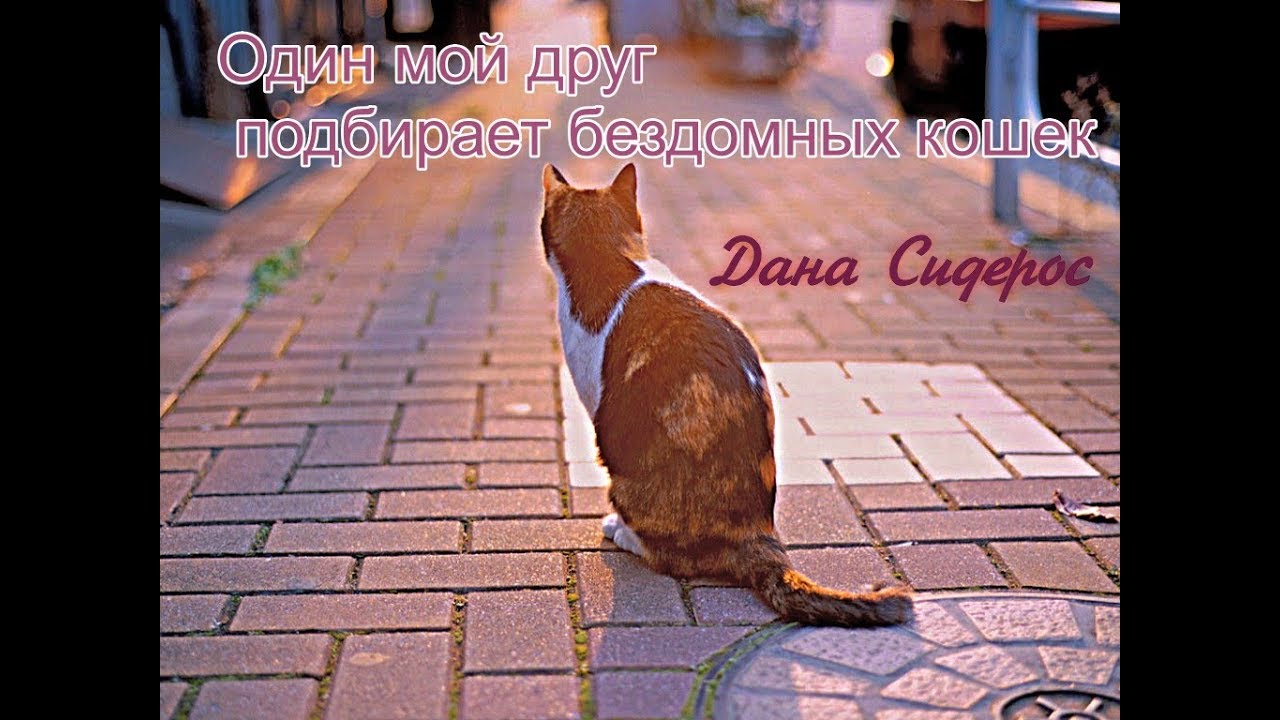 Один мой друг подбирает бездомных кошек.mp4 смотреть онлайн