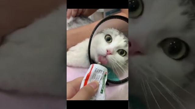 Прикольные котики смотреть онлайн