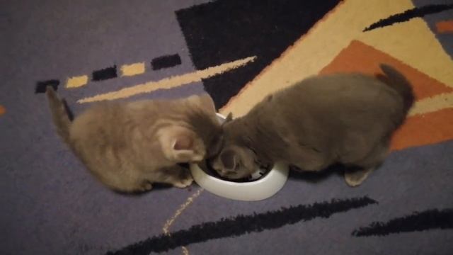 Royal Canin Kitten смотреть онлайн