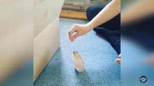 Атака ржачных хомяков? Смешные животные 2021