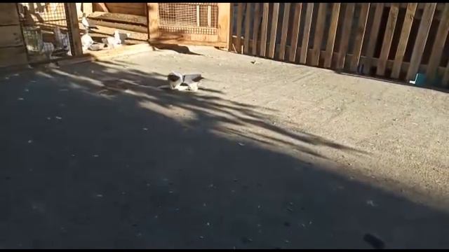 Цветнохвостые голуби г. Каспийск Colored-tailed pigeons of the city of Kaspiysk