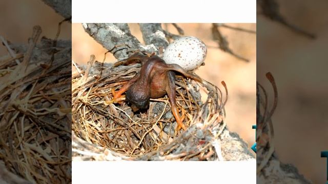 Кукушка обыкновенная и другие виды смотреть онлайн