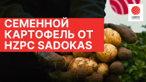 Рассказываем про наше производство семенного картофеля в России