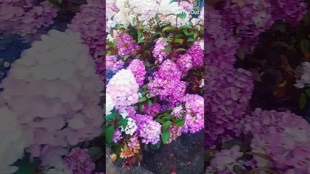 как быстро прошёл сезон.Я очень благодарна покупателям спасибо за тёплые слова смотреть онлайн