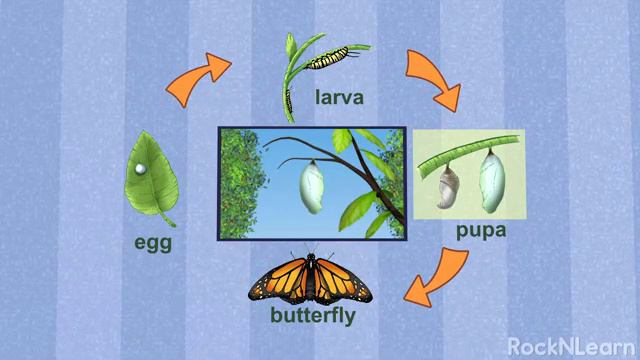 АНГЛИЙСКИЙ (Butterfly Life Cycle)
